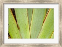 Framed Flax Detail, West Coast, South Island, New Zealand