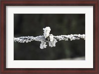 Framed Frosty Barbed Wire, Otago, South Island, New Zealand