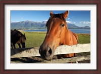 Framed Horse, Kaikoura, Marlborough, South Island, New Zealand