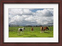 Framed Horses, Farmland, Te Kauwhata, North Island, New Zealand