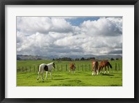 Framed Horses, Farmland, Te Kauwhata, North Island, New Zealand
