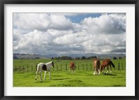 Framed Horses, Farmland, Te Kauwhata, North Island, New Zealand