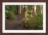 Framed Kepler Track, Fjordland National Park, South Island, New Zealand