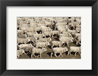 Framed Mustering Sheep, Farm Animals, South Island, New Zealand