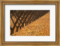 Framed Orchard, Cromwell, Central Otago, South Island, New Zealand