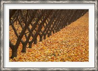 Framed Orchard, Cromwell, Central Otago, South Island, New Zealand