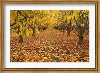 Framed Orchard, Roxburgh, Central Otago, South Island, New Zealand