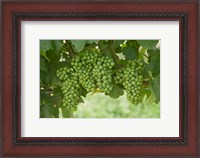 Framed Pinot Noir Grapes, Domain Road Vineyard, Bannockburn, Central Otago, South Island, New Zealand