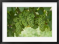 Framed Pinot Noir Grapes, Domain Road Vineyard, Bannockburn, Central Otago, South Island, New Zealand