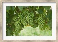 Framed Pinot Noir Grapes, Domain Road Vineyard, Bannockburn, Central Otago, South Island, New Zealand