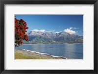 Framed Pohutukawa Tree, Marlborough, South Island, New Zealand