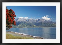 Framed Pohutukawa Tree, Marlborough, South Island, New Zealand