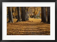 Framed Poplar Trees in Autumn, Lake Wanaka, Otago, South Island, New Zealand