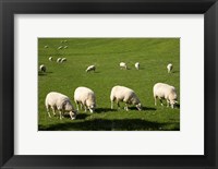 Framed Sheep, One Tree Hill Domain, Auckland, North Island, New Zealand
