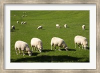 Framed Sheep, One Tree Hill Domain, Auckland, North Island, New Zealand
