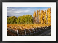 Framed Silver Tussock Vineyard, Central Otago, South Island, New Zealand