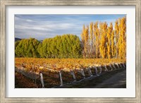 Framed Silver Tussock Vineyard, Central Otago, South Island, New Zealand