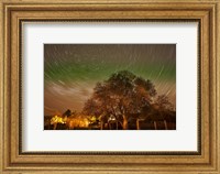 Framed Star Trails Over Walnut Tree, Domain Road Vineyard, Central Otago, South Island, New Zealand