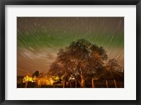 Framed Star Trails Over Walnut Tree, Domain Road Vineyard, Central Otago, South Island, New Zealand