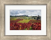 Framed Vineyard, Te Kauwhata, Waikato, North Island, New Zealand