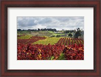 Framed Vineyard, Te Kauwhata, Waikato, North Island, New Zealand