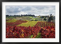 Framed Vineyard, Te Kauwhata, Waikato, North Island, New Zealand