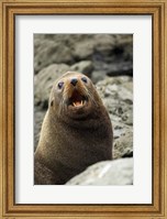 Framed Fur Seal, Kaikoura Coast, South Island, New Zealand