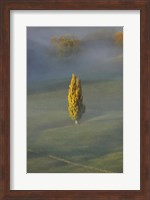 Framed Poplar Tree, Countryside, North Island New Zealand