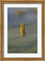 Framed Poplar Tree, Countryside, North Island New Zealand