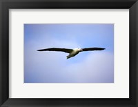 Framed Royal Albatross, Dunedin, South Island, New Zealand
