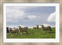 Framed Sheep And Farmland, Rangitikei District, Central North Island, New Zealand