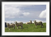 Framed Sheep And Farmland, Rangitikei District, Central North Island, New Zealand