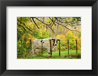 Framed Cow and Farmland, Taoroa Junction, Rangitikei, North Island, New Zealand