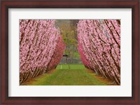 Framed Orchard in Spring, Cromwell, Central Otago, South Island, New Zealand