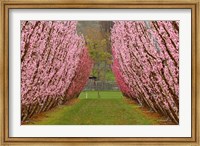 Framed Orchard in Spring, Cromwell, Central Otago, South Island, New Zealand