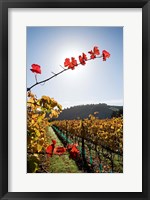 Framed Te Kairanga Vineyard, Martinborough, Wairarapa, North Island, New Zealand