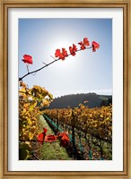 Framed Te Kairanga Vineyard, Martinborough, Wairarapa, North Island, New Zealand