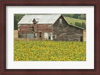 Framed Sunflowers and Old Barn, near Oamaru, North Otago, South Island, New Zealand