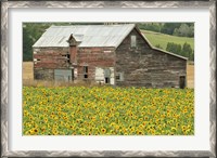 Framed Sunflowers and Old Barn, near Oamaru, North Otago, South Island, New Zealand