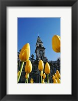 Framed Tulips and Municipal Chambers Clocktower, Octagon, Dunedin, New Zealand