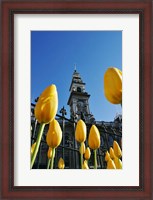 Framed Tulips and Municipal Chambers Clocktower, Octagon, Dunedin, New Zealand