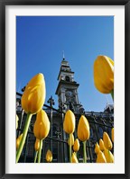 Framed Tulips and Municipal Chambers Clocktower, Octagon, Dunedin, New Zealand