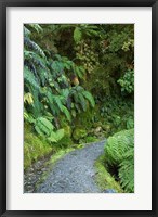 Framed Ferns and Path, Lake Matheson, South Island, New Zealand