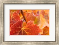 Framed Vine leaves, Domain Road Vineyard, South Island, New Zealand