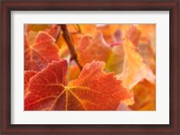 Framed Vine leaves, Domain Road Vineyard, South Island, New Zealand