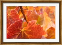 Framed Vine leaves, Domain Road Vineyard, South Island, New Zealand