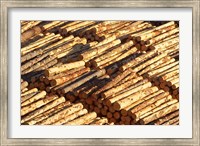 Framed Log Stacks, Marlborough Sounds, South Island, New Zealand