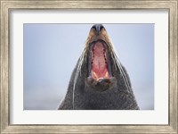 Framed New Zealand Fur Seal, Kaikoura Peninsula, New Zealand