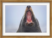 Framed New Zealand Fur Seal, Kaikoura Peninsula, New Zealand