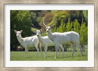 Framed White Fallow Deer, near Queenstown, Otago, South Island, New Zealand